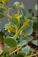 Corydalis aitchisonii aitchisonii
